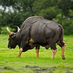 bihar state animal, gaur
