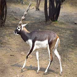 Haryana State Animal