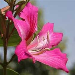 bihar state flower, kachnar