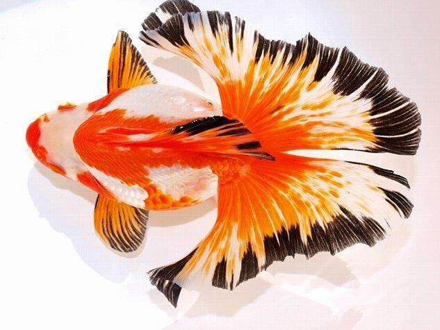 Butterfly Tail Goldfish 1