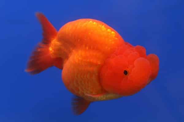 Goldfish Ranchu 2 1
