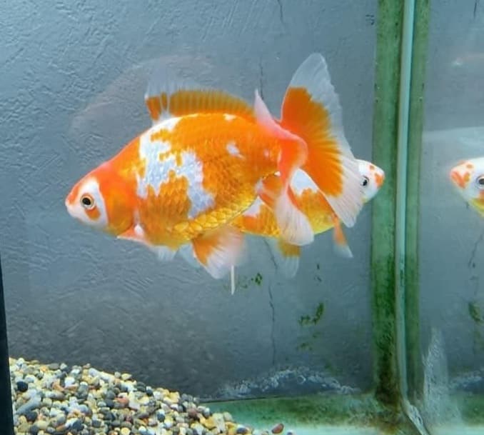 Jikin or Peacock Goldfish