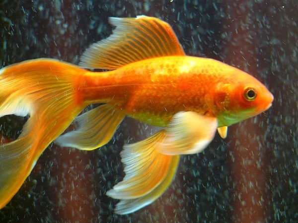 veiltail fish goldfish swim
