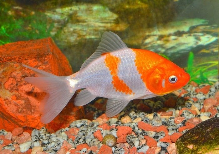 wakin goldfish JuanCarlosPalauDiaz Shutterstock